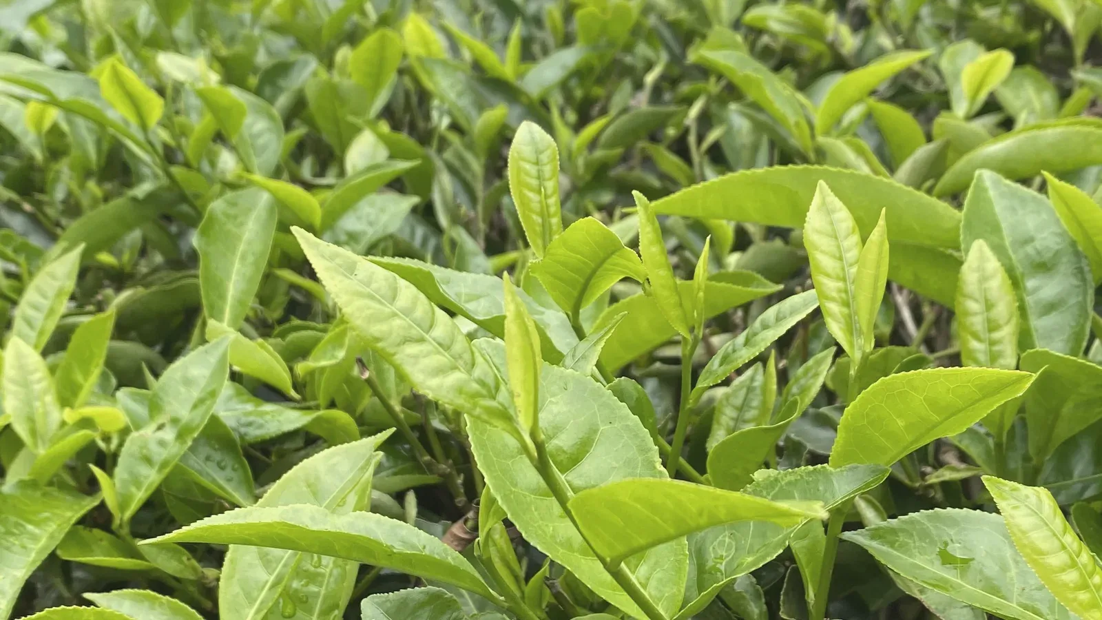 Rows of green tea bushes receding into a tea field