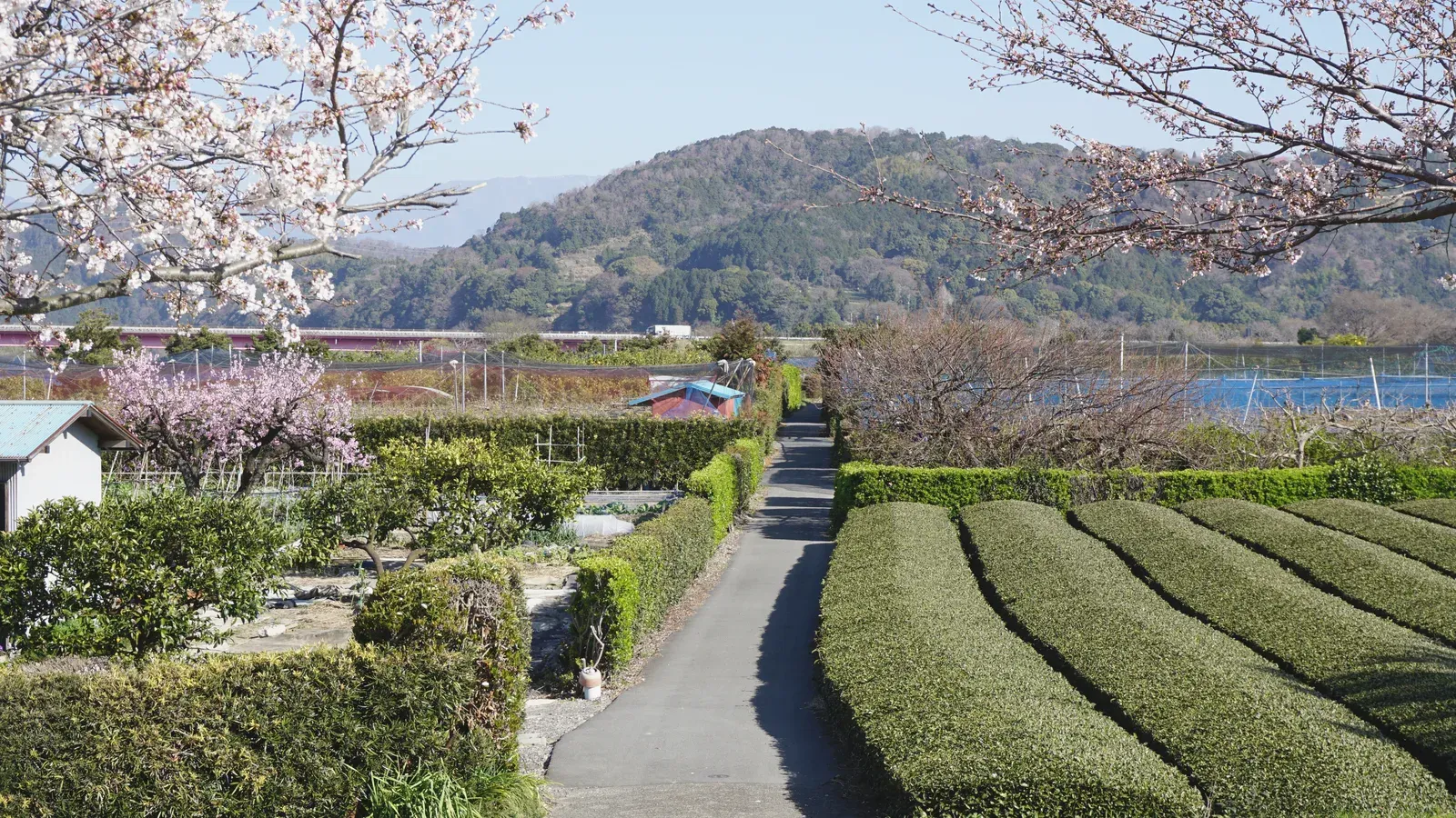 Rows of tea bushes curving below a flowering cherry tree