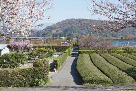 Rows of tea bushes curving below a flowering cherry tree